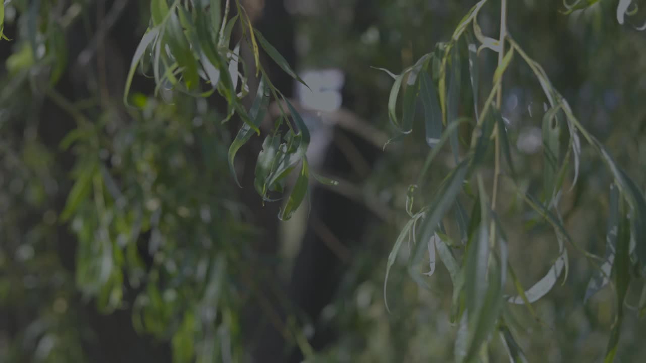 选择性聚焦植物的叶子在花园里的树上视频素材