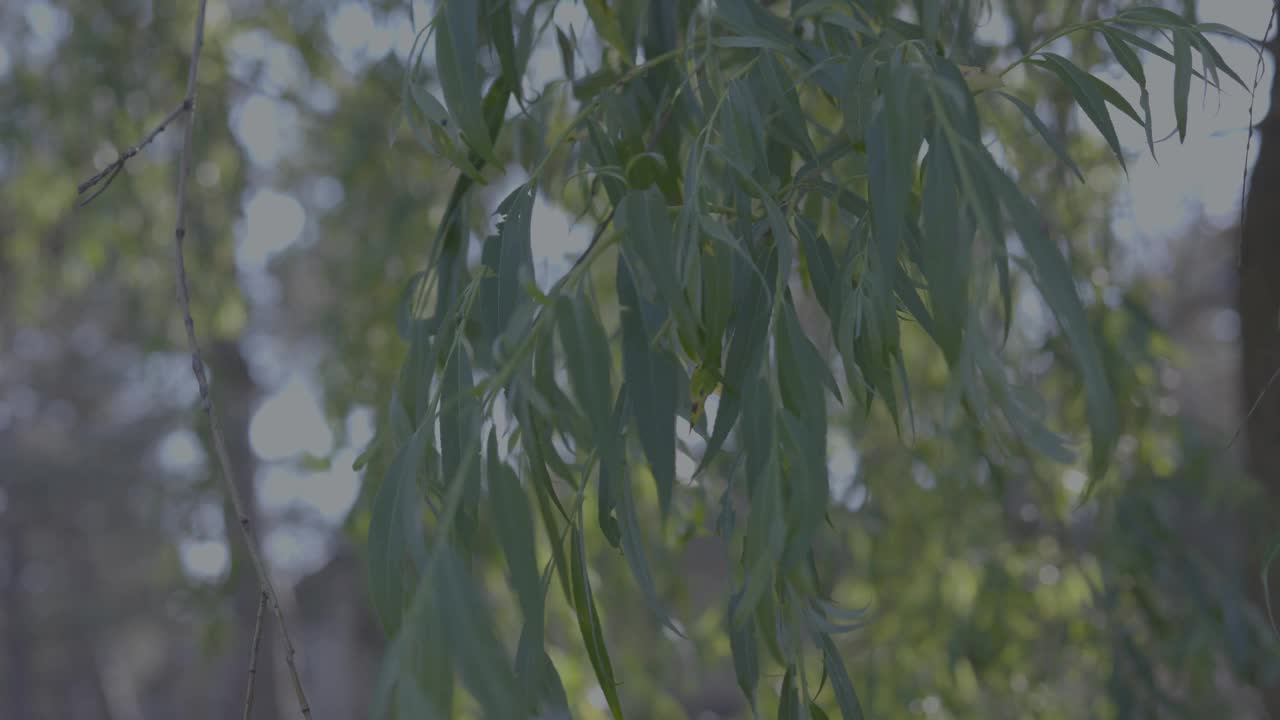 花园里树上植物叶子的特写视频素材