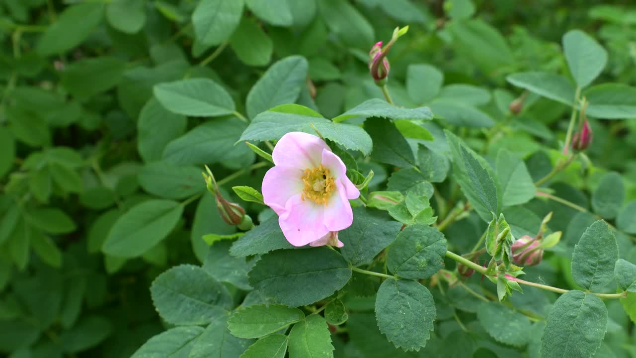 柔软新鲜的野生浅粉色狗玫瑰(野蔷薇，野蔷薇，野蔷薇，烂玫瑰)花在明亮的绿色叶子背景在春天的一个阳光明媚的日子里的花园视频素材