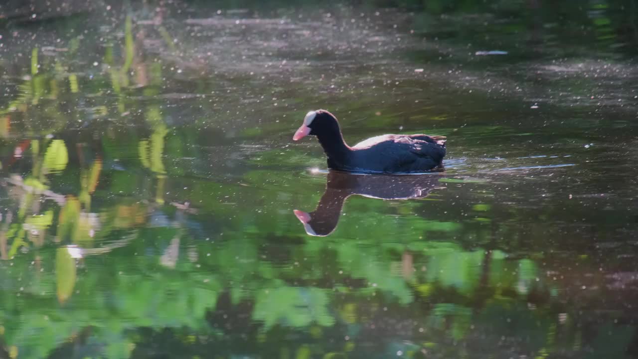 欧亚骨顶，Fulica atra，也被称为普通骨顶视频素材