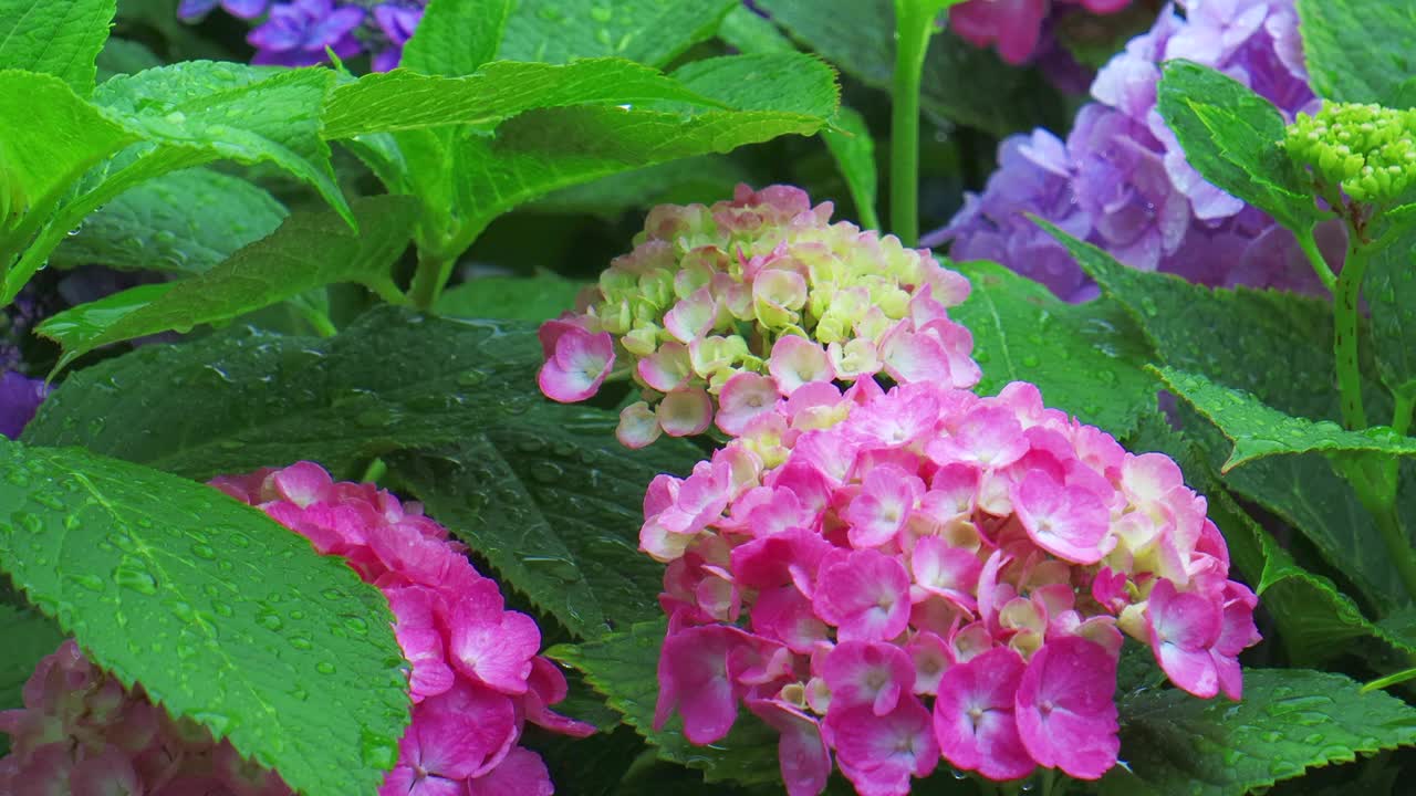 绣球花在雨中湿了视频素材