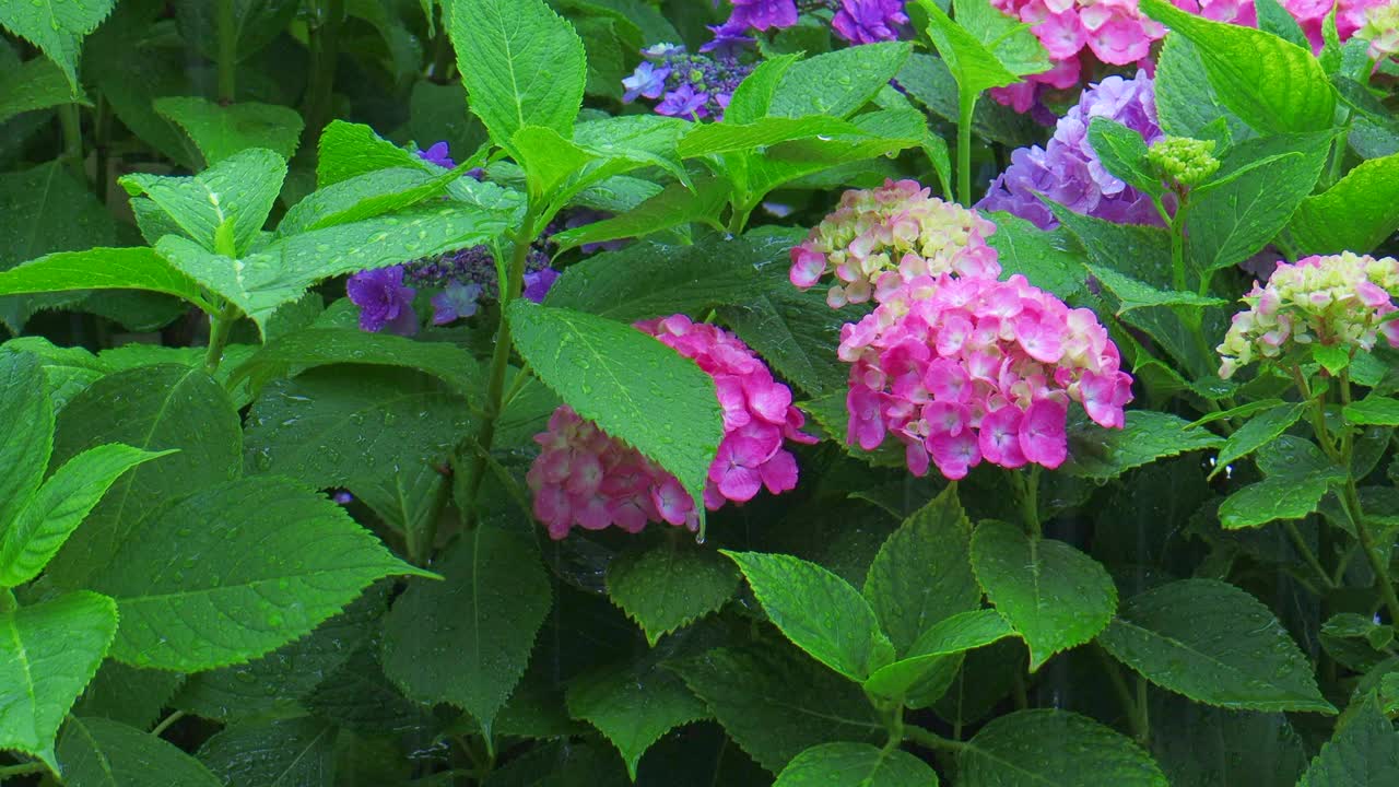 绣球花在雨中湿了视频素材