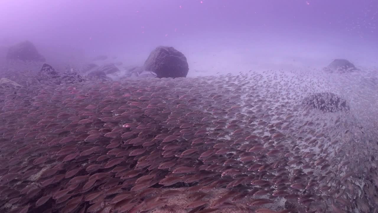 鱼儿在大西洋清澈的海水中成群结队视频素材