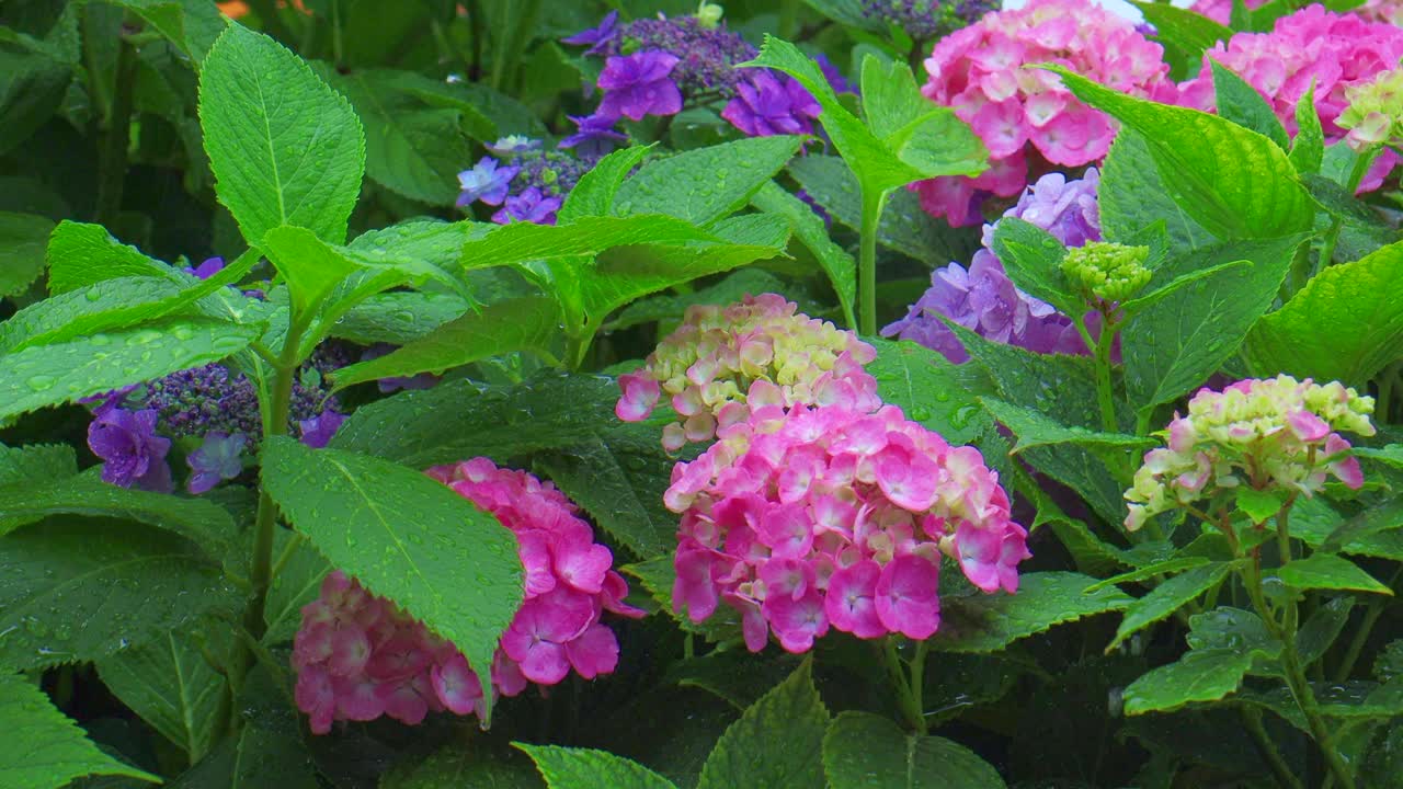 绣球花在雨中湿了视频素材