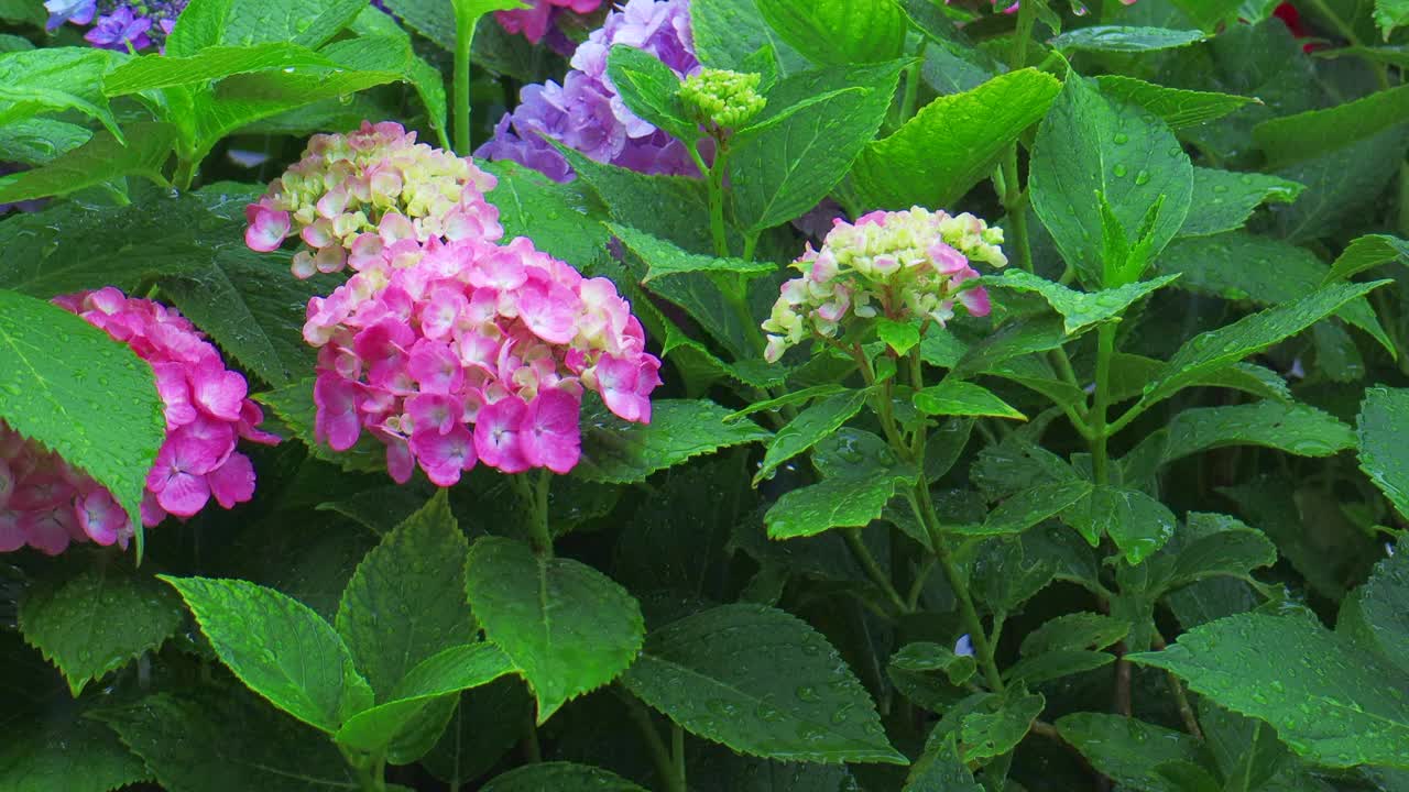 绣球花在雨中湿了视频下载