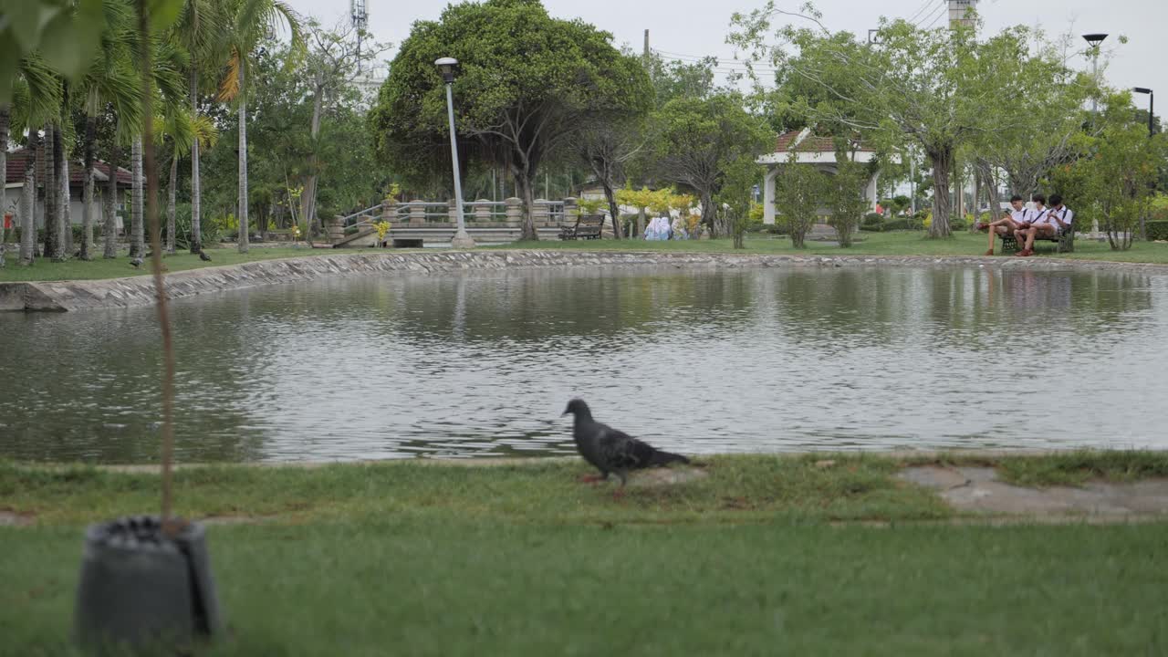 鸽子住在公园里视频素材