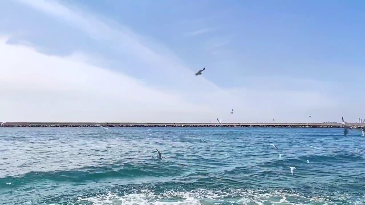 白色的海鸥飞过蔚蓝的海岸视频素材