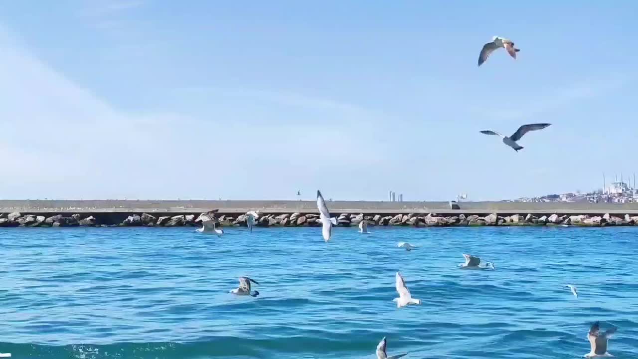 白色的海鸥飞过蔚蓝的海岸视频素材