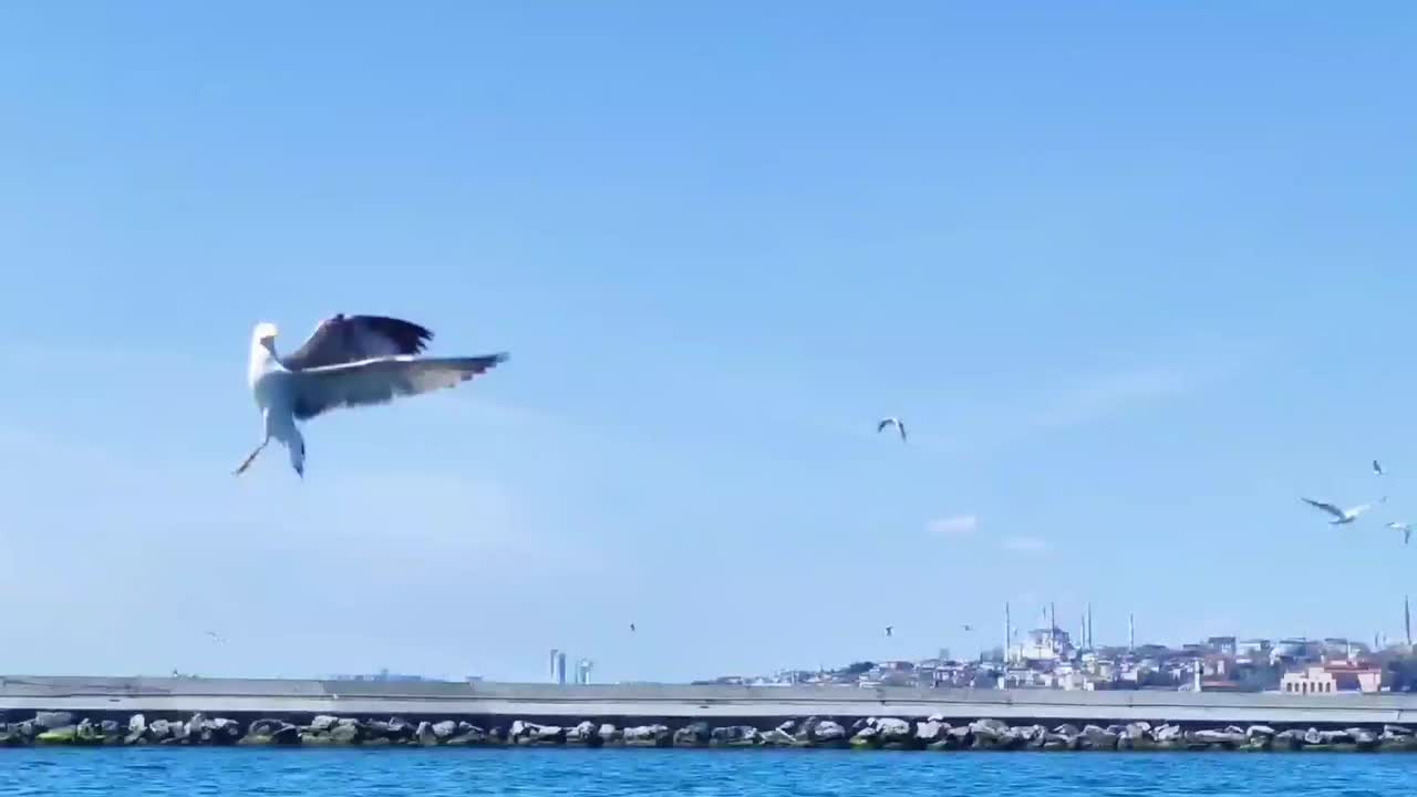 白色的海鸥飞过蔚蓝的海岸视频素材