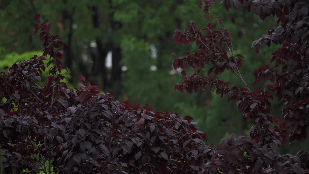 雨水猛烈地落在城市的树叶上，镜头拉近了。视频素材