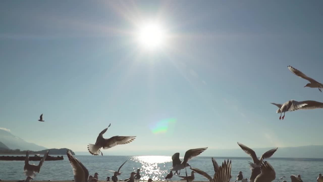 在马其顿，奥赫里德，阳光和清澈的蓝天下，海鸥在奥赫里德湖的码头上慢动作飞行视频素材