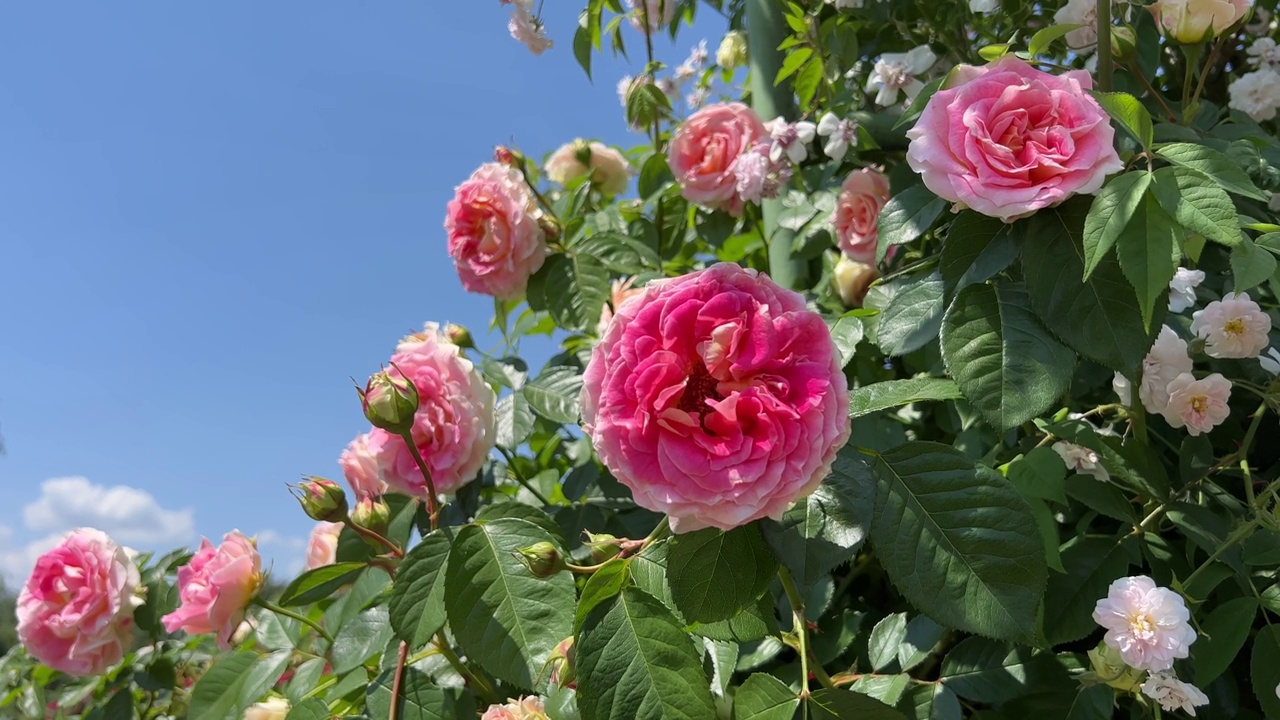 花园里的粉红玫瑰视频素材