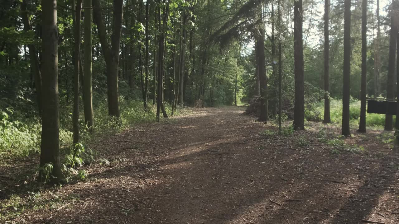 在一个阳光明媚的早晨，在老松树下。摄像机在森林小路上飞行。阳光下的阴影视频下载