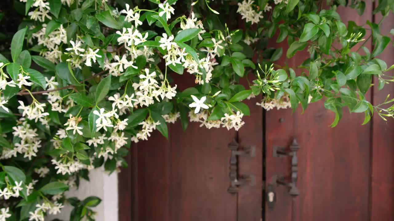 白天旧建筑的百叶窗。花儿开着白花，茉莉花散发着美丽的香味，常春藤靠在窗前视频素材