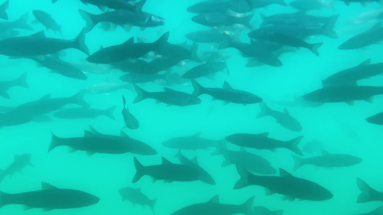 在四足湖中游泳的一群日本鲤鱼视频下载