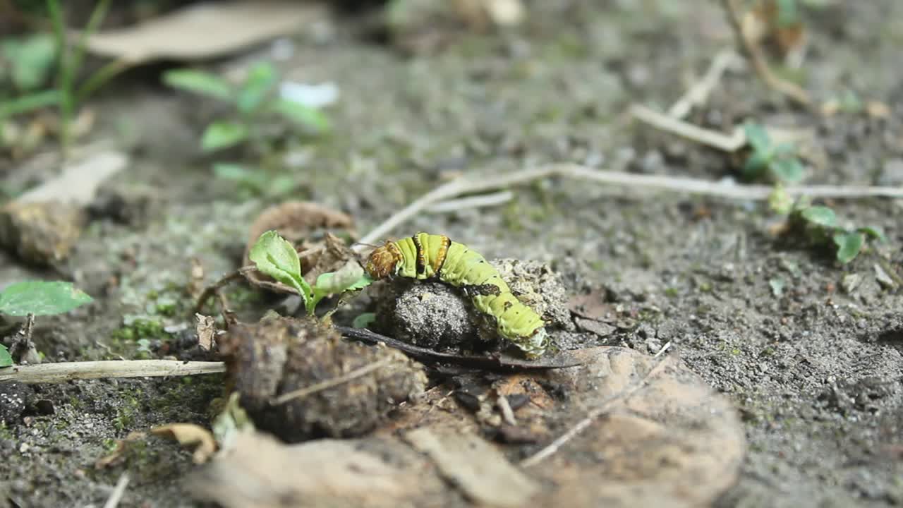 一只绿色的毛毛虫视频下载