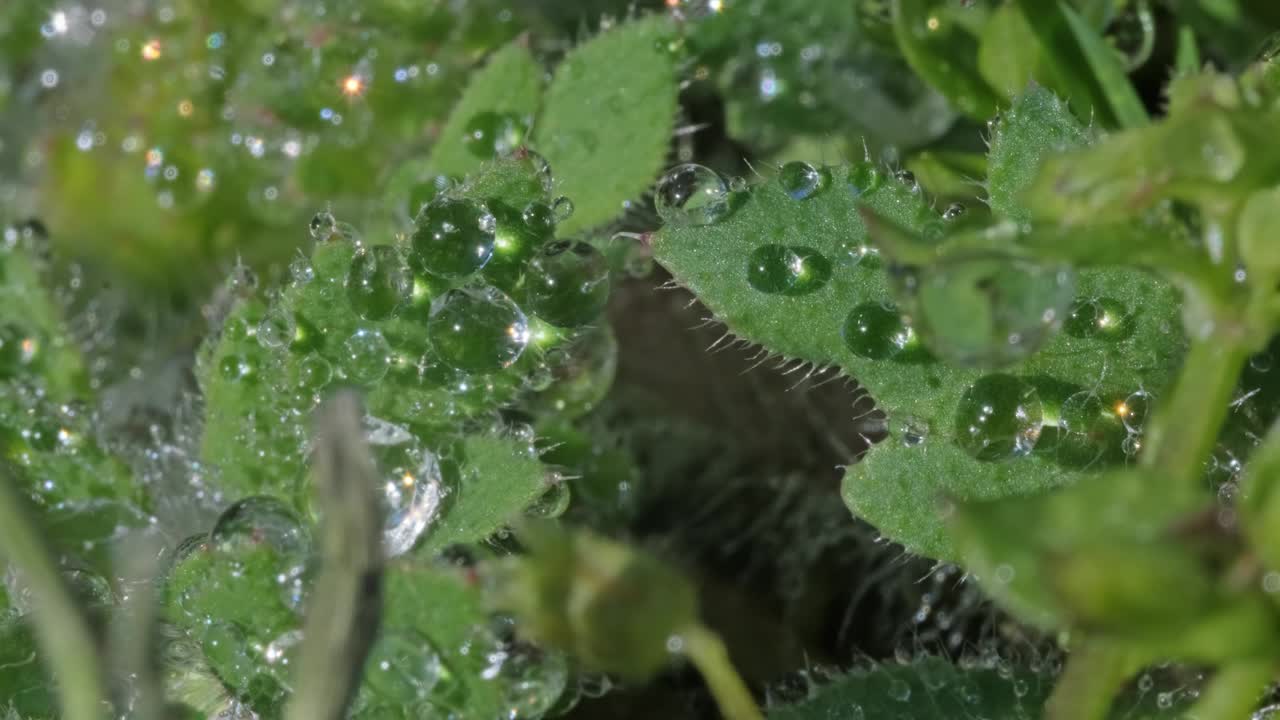 水珠落在绿色的草叶上视频素材