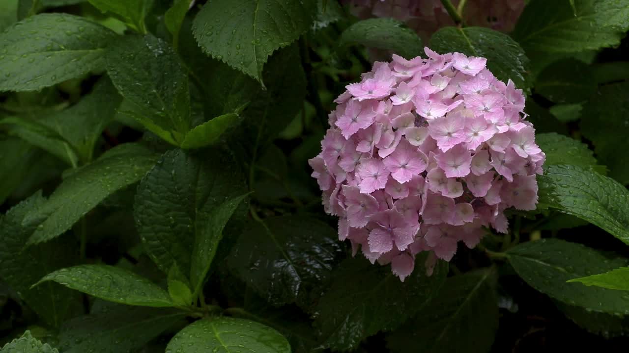 粉红色的绣球花被雨淋湿了视频素材