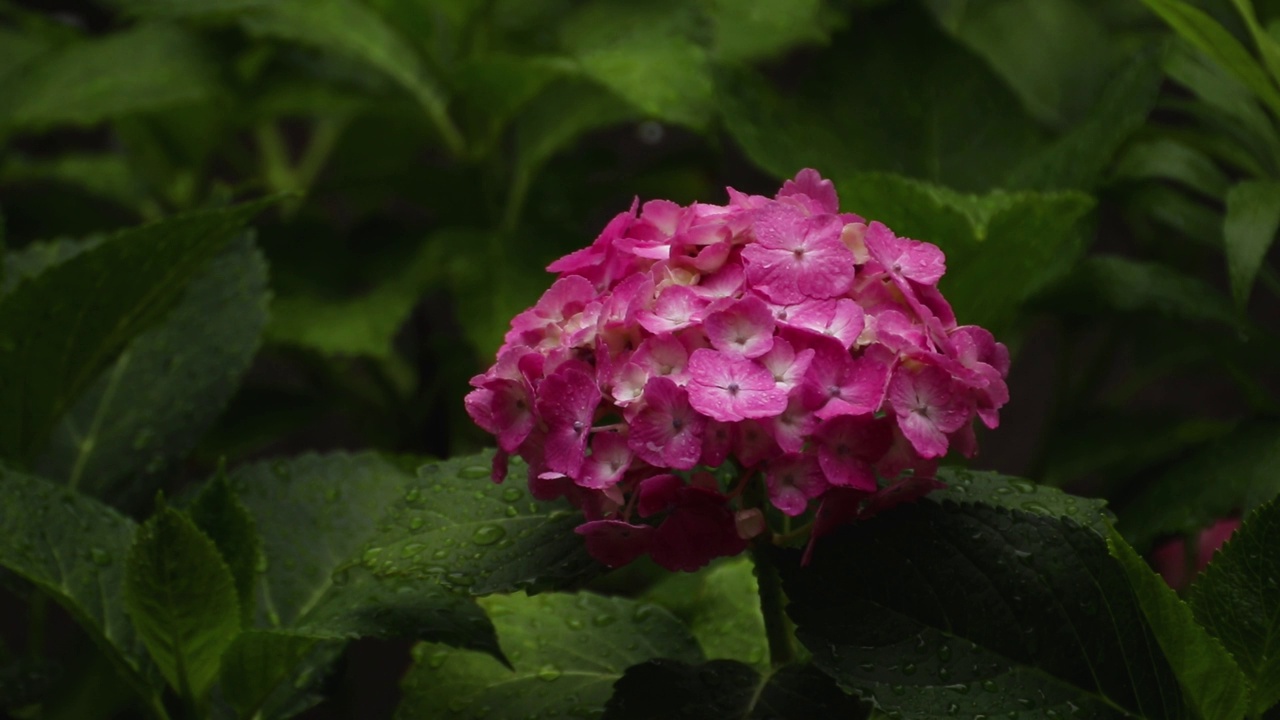 粉红色的绣球花被雨淋湿了视频素材