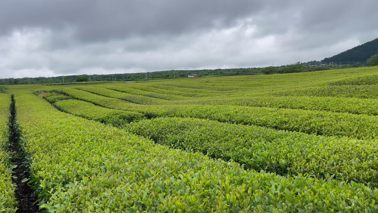 自然和泡泡，绿茶，海岛。视频素材