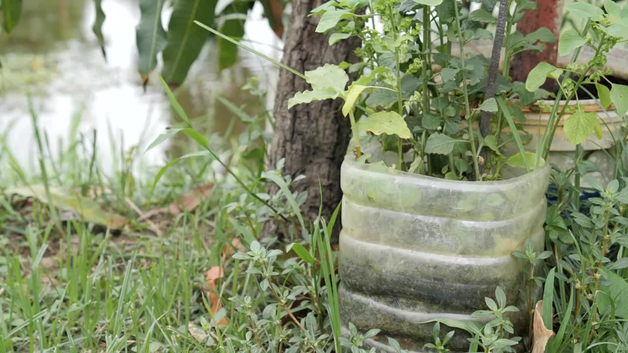 种植在回收塑料瓶视频下载