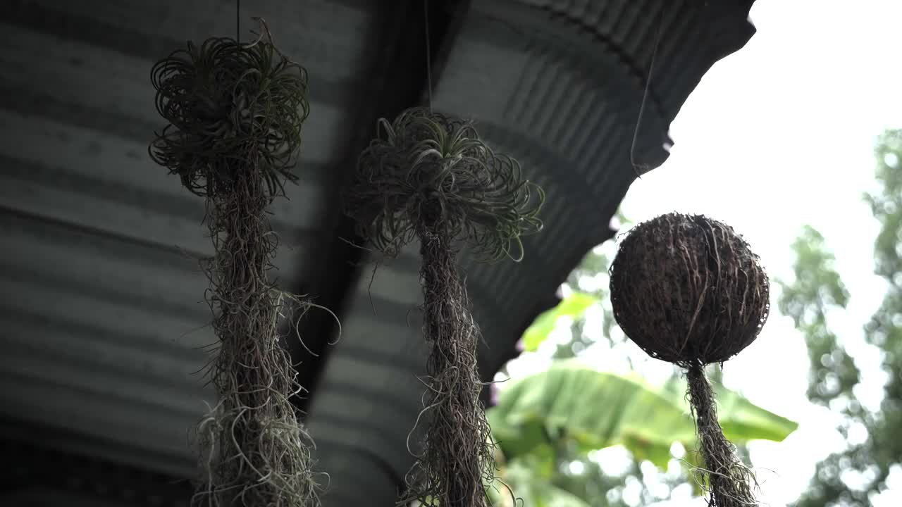 长在椰子壳上的植物视频下载