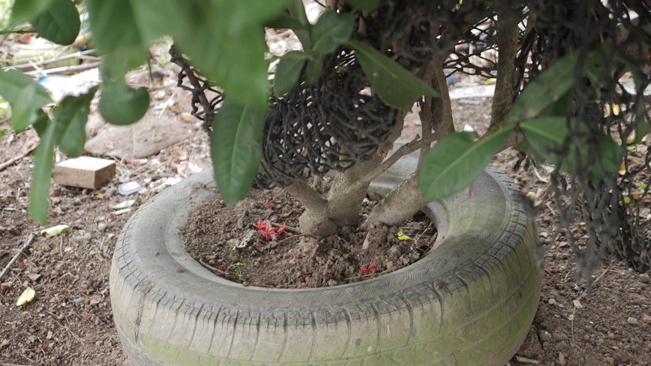 种植在旧层视频下载