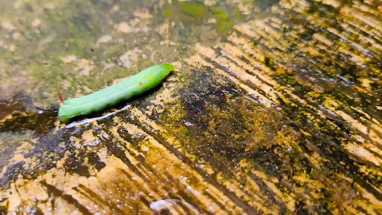 绿毛虫或芋头叶绿毛虫视频素材