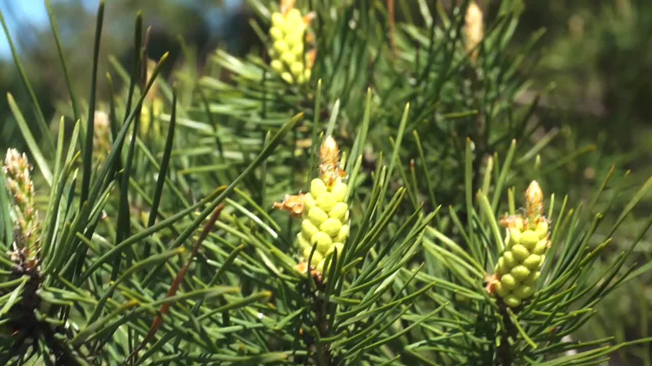 芽视频素材