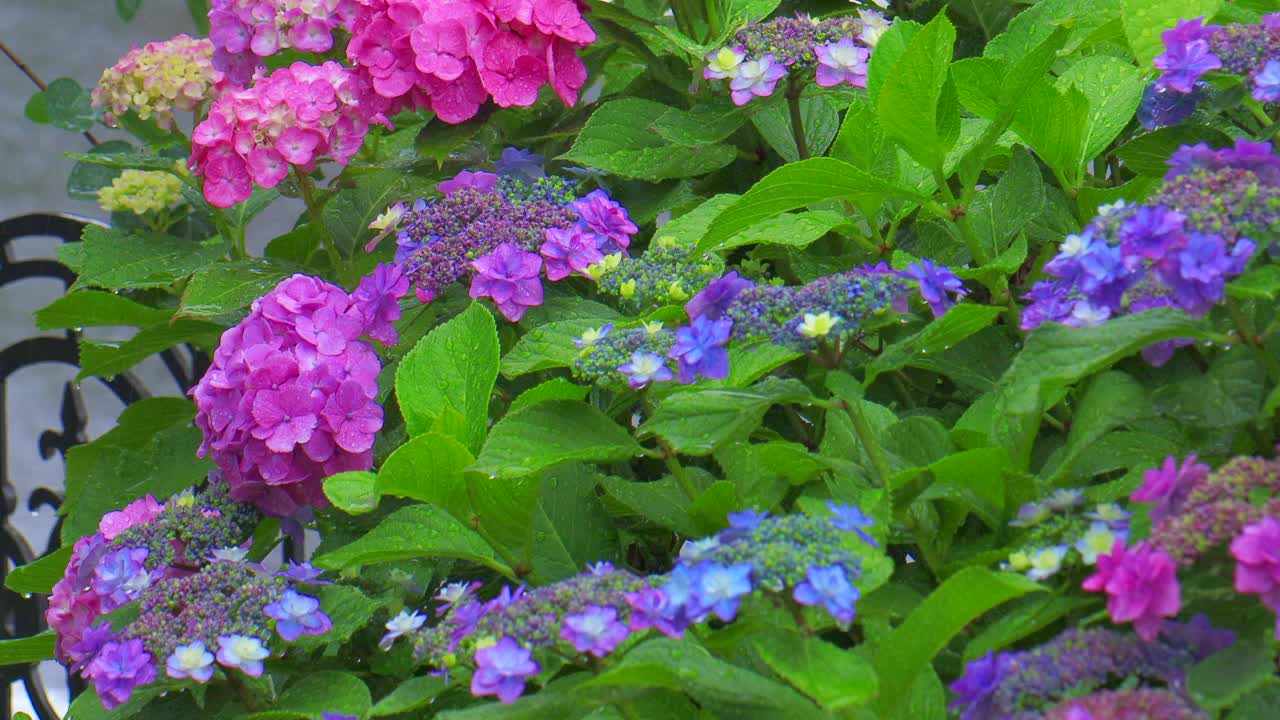 五颜六色的绣球花被雨淋湿了视频素材