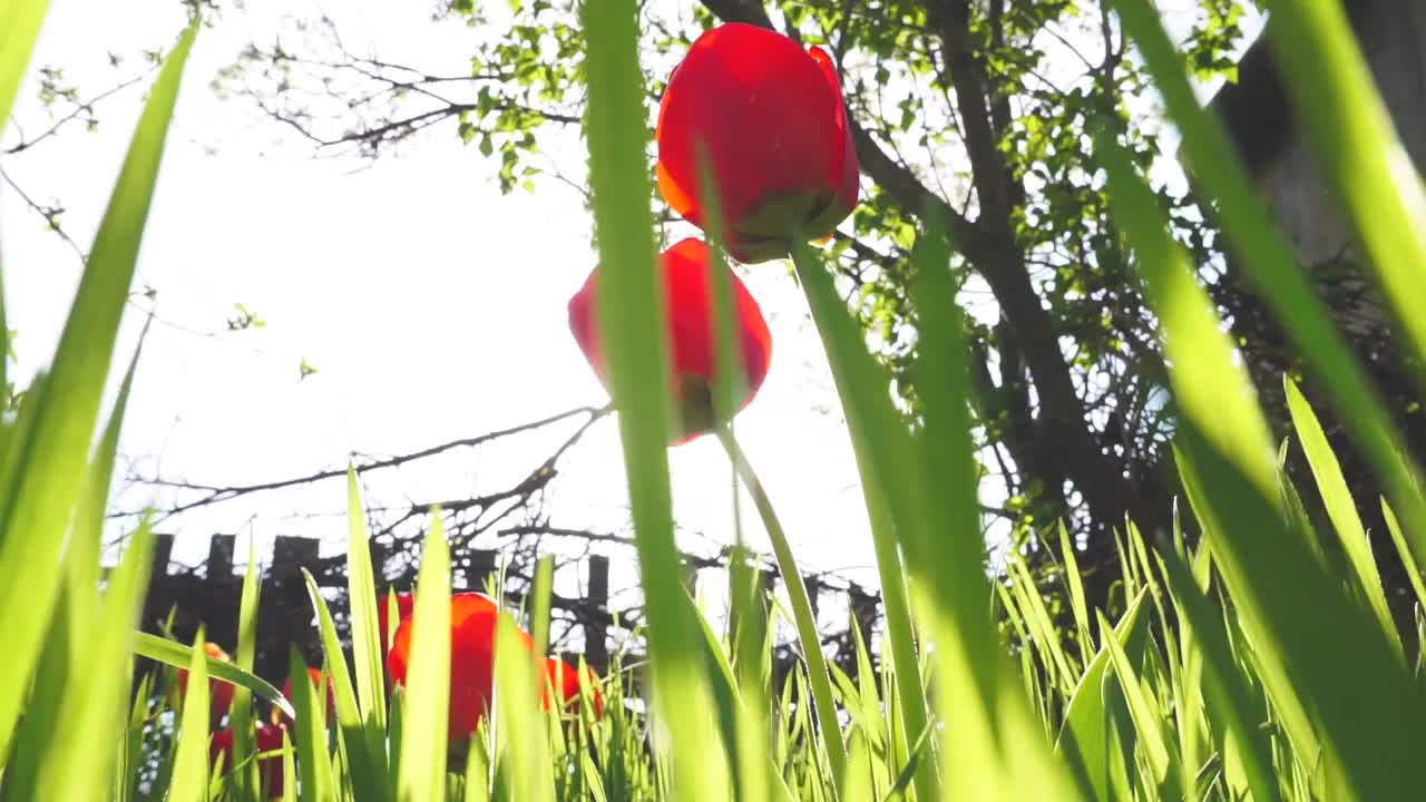 花视频素材