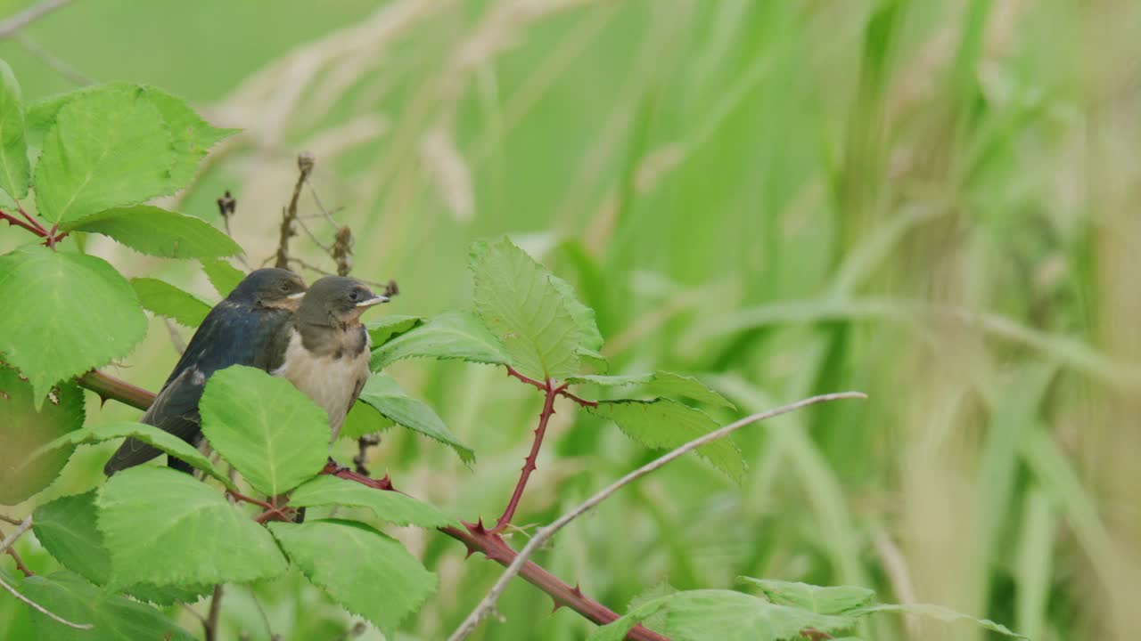 两只小燕子栖息在有绿叶的树枝上的特写镜头视频素材