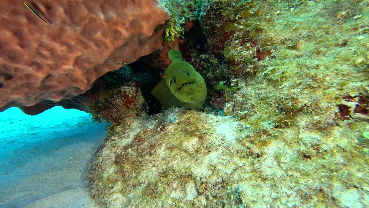 绿海鳗正在被清洗视频下载