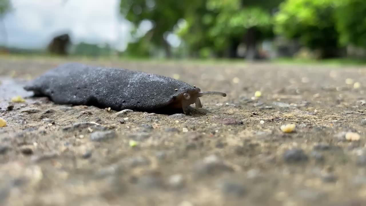 受伤的黑色蛞蝓沿着湖边的道路爬行。视频素材