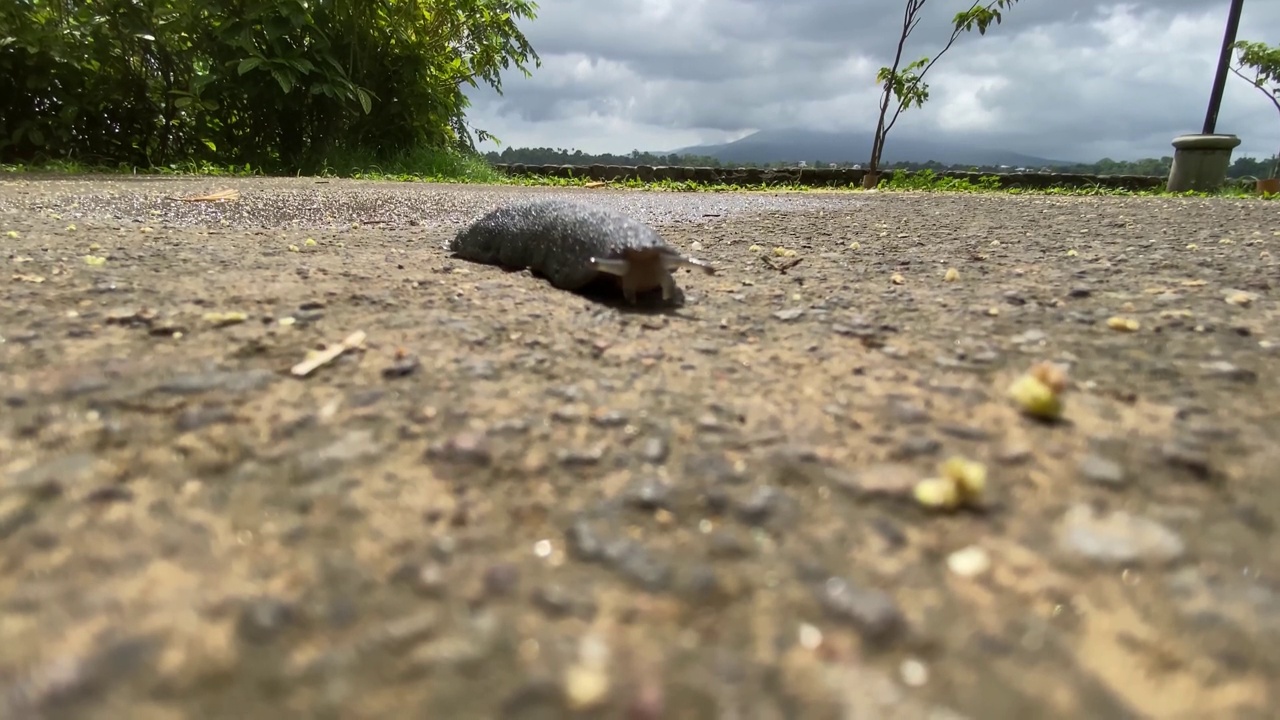 受伤的黑色蛞蝓沿着湖边的道路爬行。视频素材