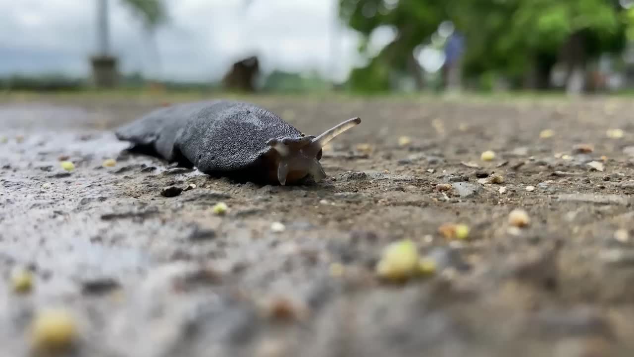 受伤的黑色蛞蝓沿着湖边的道路爬行。视频素材