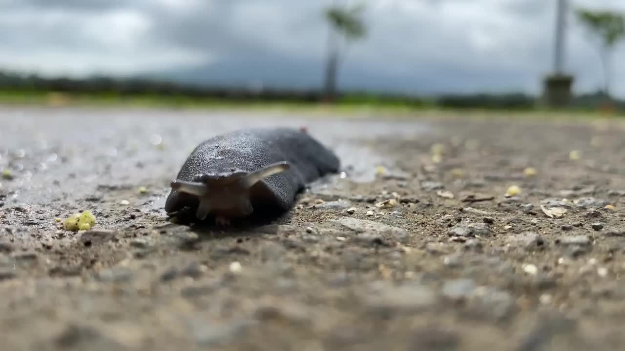 受伤的黑色蛞蝓沿着湖边的道路爬行。视频素材