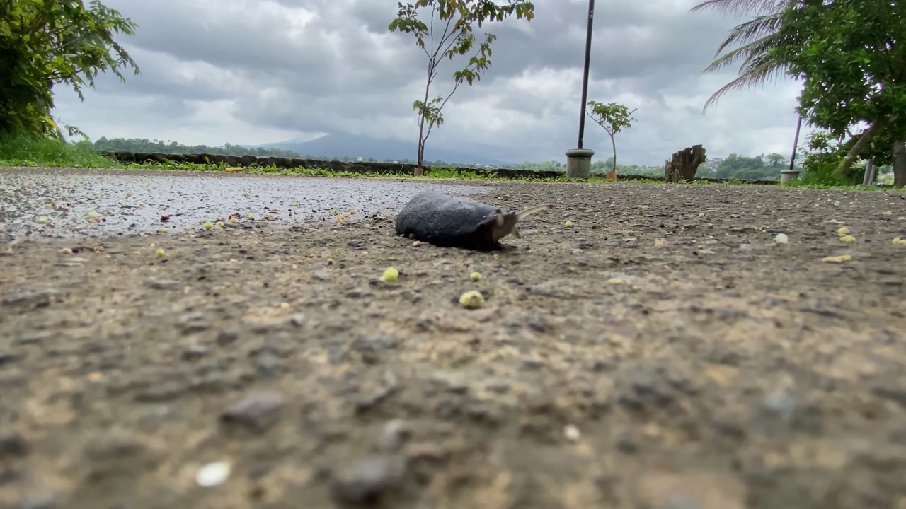 受伤的黑色蛞蝓沿着湖边的道路爬行。视频素材