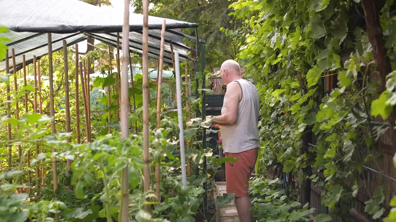 用绳子强制黄瓜植株视频素材