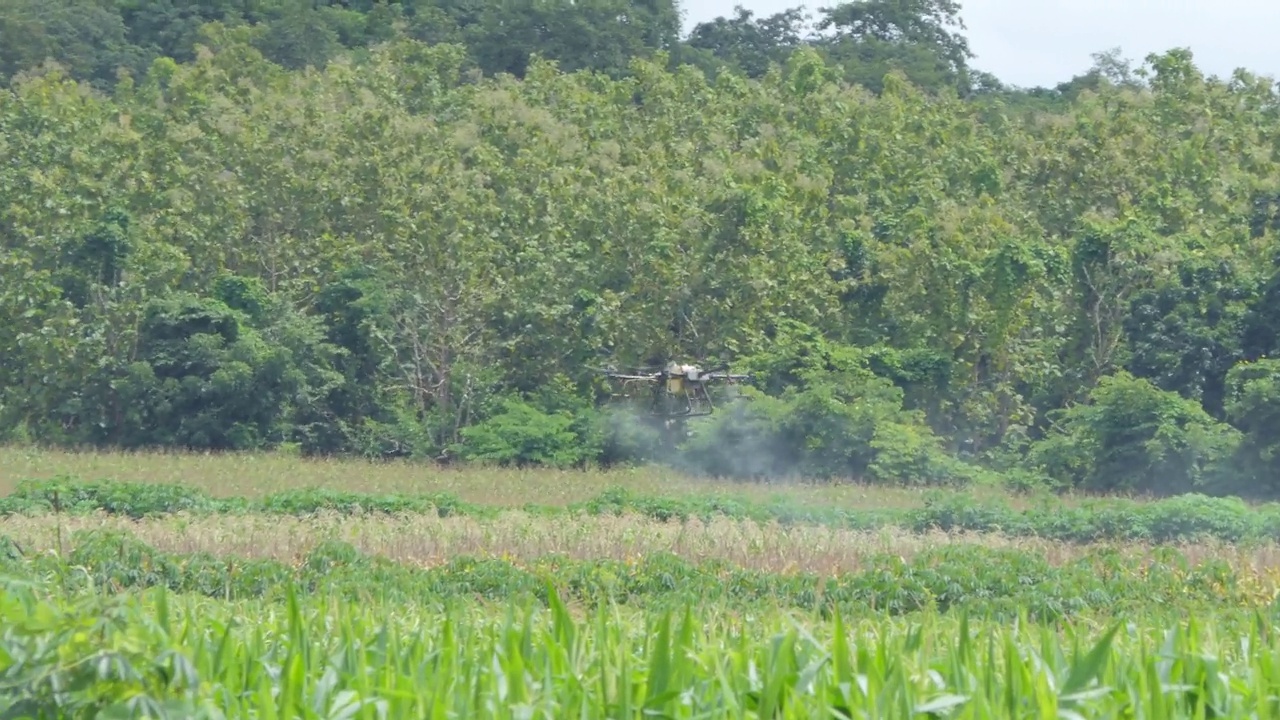 农业无人机飞到玉米地喷洒肥料。视频素材