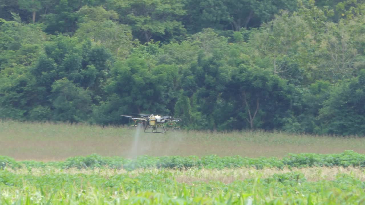 农业无人机飞到玉米地喷洒肥料。视频素材