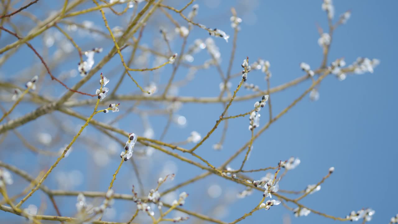 柳枝开花覆冰。开花柳，柳属。春天的时间。散景。视频素材