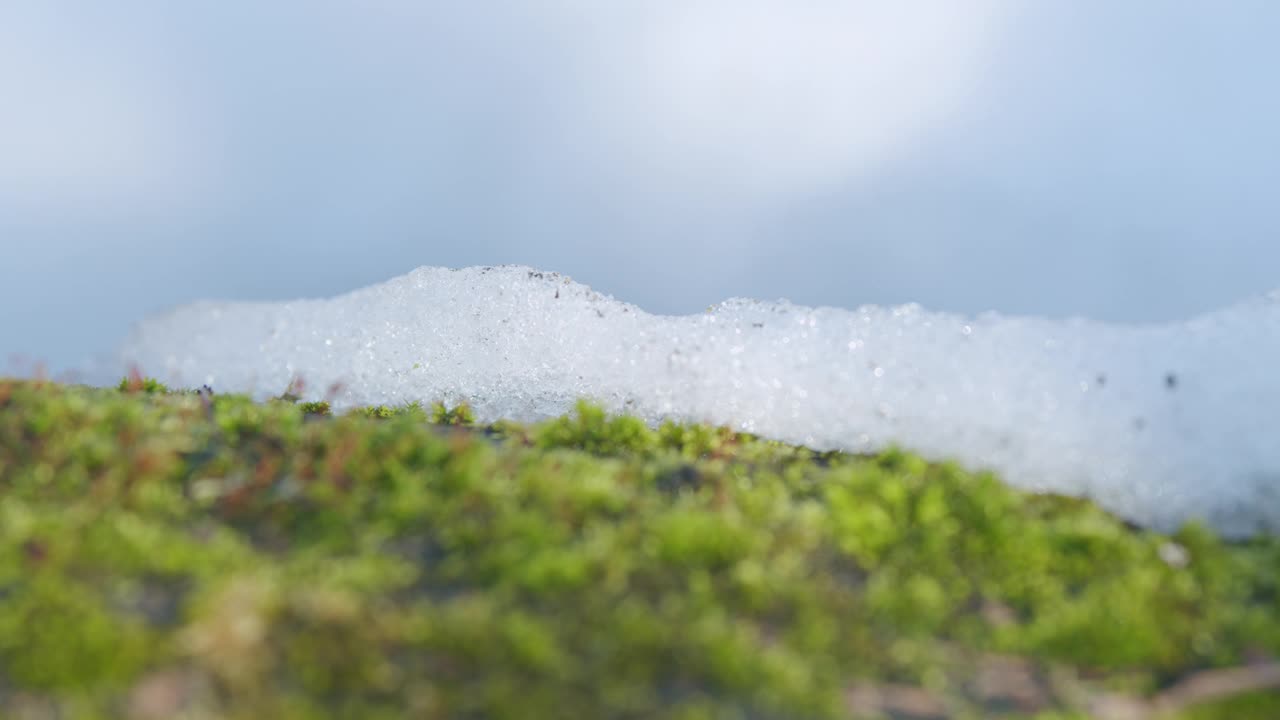 春林的青苔上铺着最后一场雪。架的焦点。视频素材