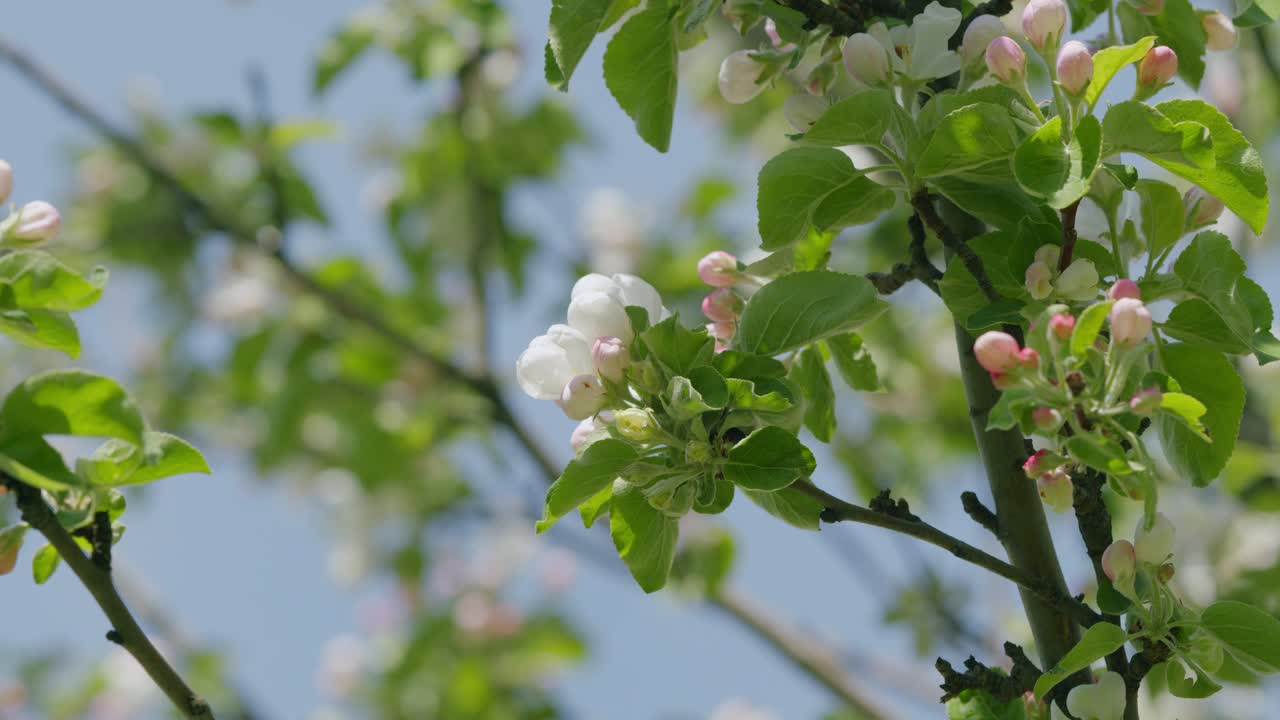 在蓝天的背景下，风摇动着苹果树上的花朵。视频素材