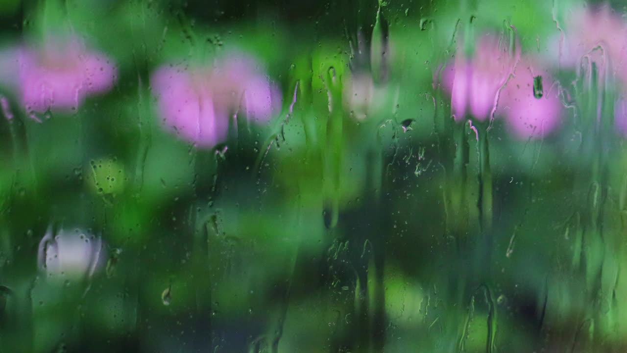 雨滴打在绣球花的玻璃窗上视频下载