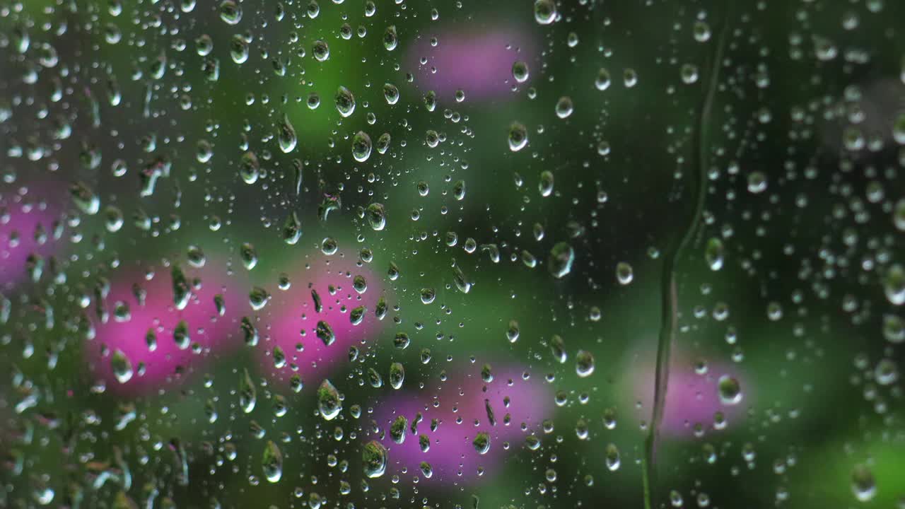 雨滴打在绣球花的玻璃窗上视频下载