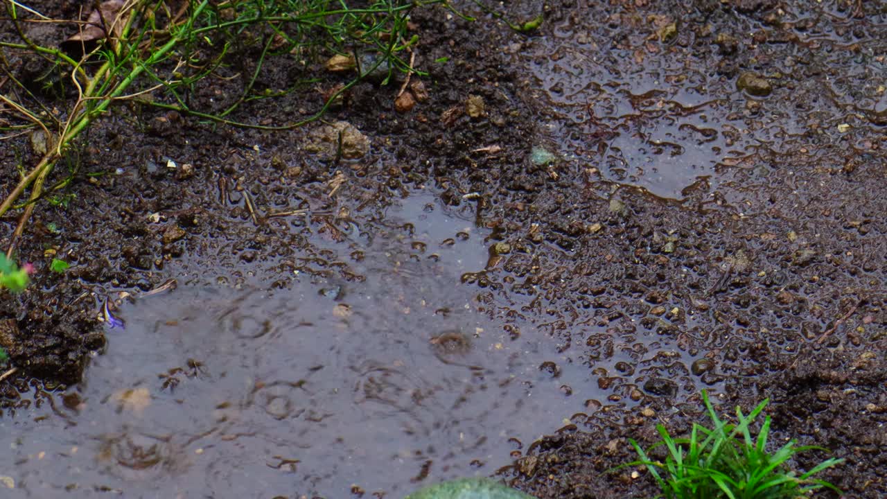 大雨落在泥土上的水坑里视频素材