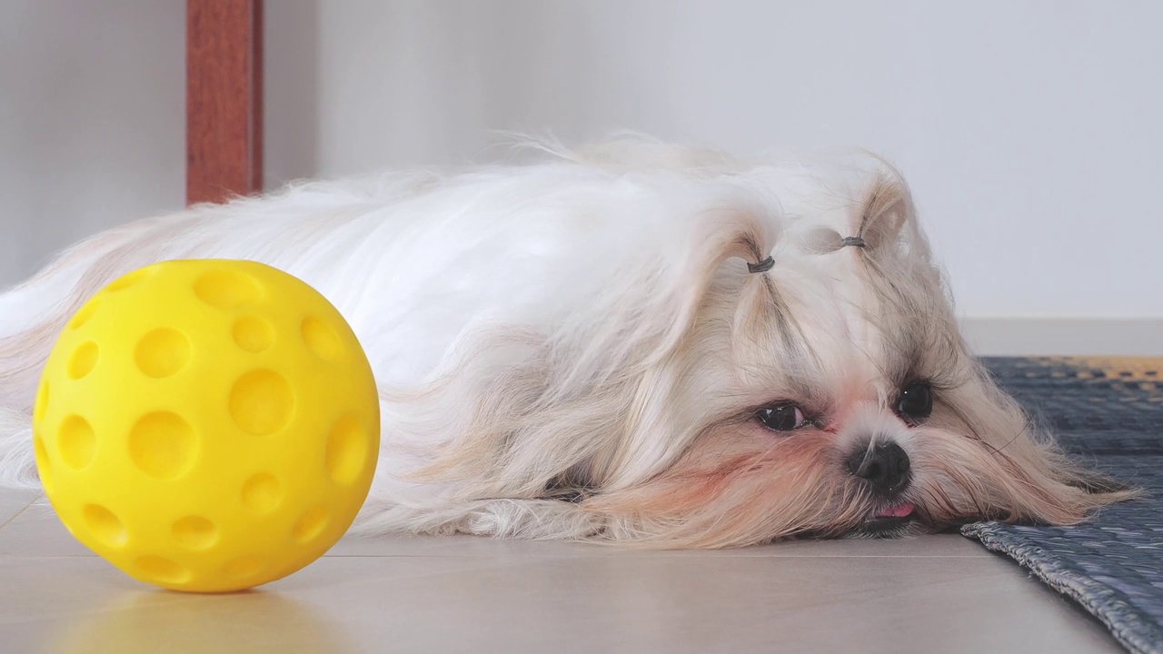 可爱的西施小狗在他的玩具球旁边睡觉的特写脸视频素材