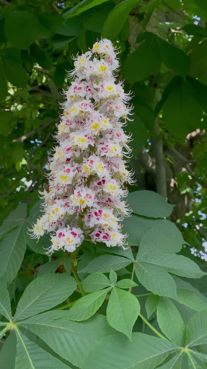 与自然相关的项目，以栗子花簇集的自然之美。视频素材