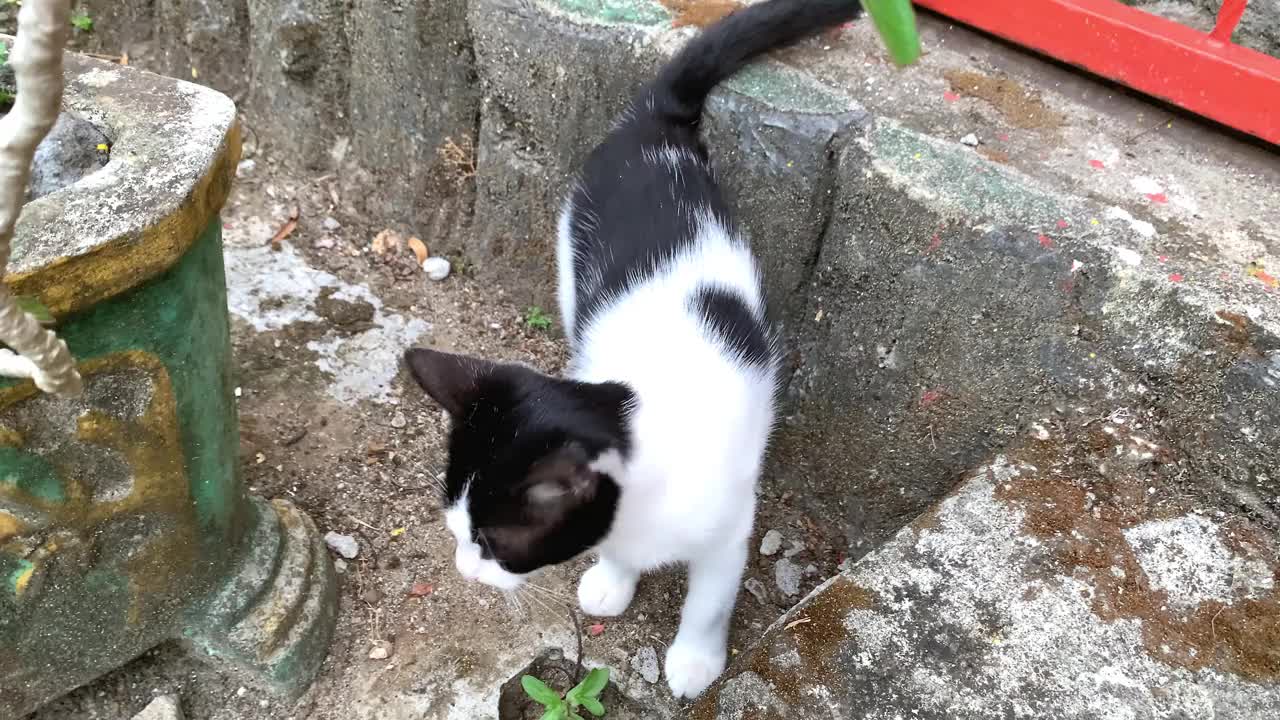 猫跳和玩耍视频素材